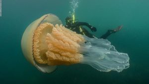 Divers Encountered a Jellyfish the Size of a Human (Pictures) - Bad ...