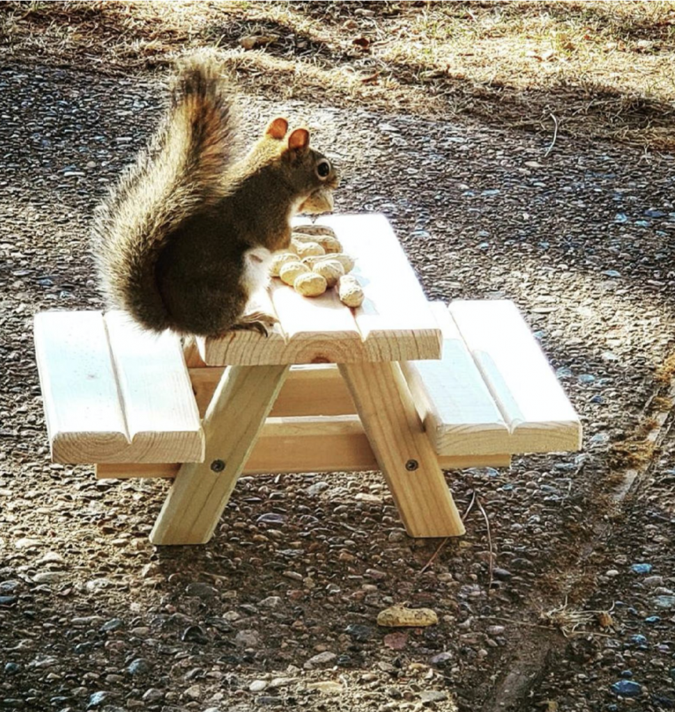 squirrel picnic table feeder